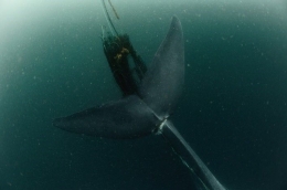 Blue whale entangled in large mesh drift gillnet off Mirissa, Sri Lanka, in February 2011 (photo credit: TonyWu).
