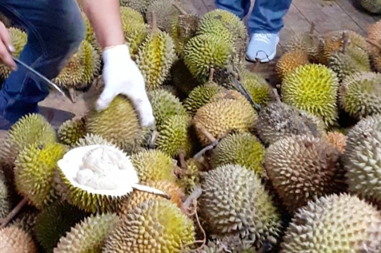 Festival Durian