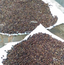 pengeringan buah kopi secara natural/fermentasi dry process (dokpri)