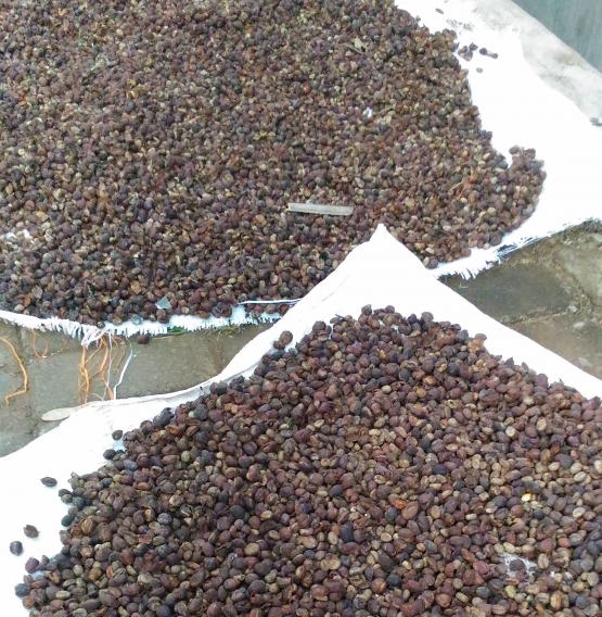 pengeringan buah kopi secara natural/fermentasi dry process (dokpri)