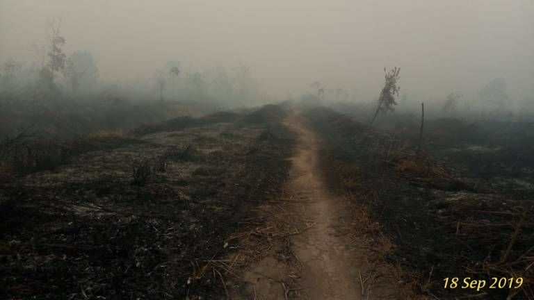 Akibat kebakaran hutan dan lahan yang terjadi di Desa Penjalaan, pada  (18/9/2019) lalu. Sidiq Nurhasan. | dokpri