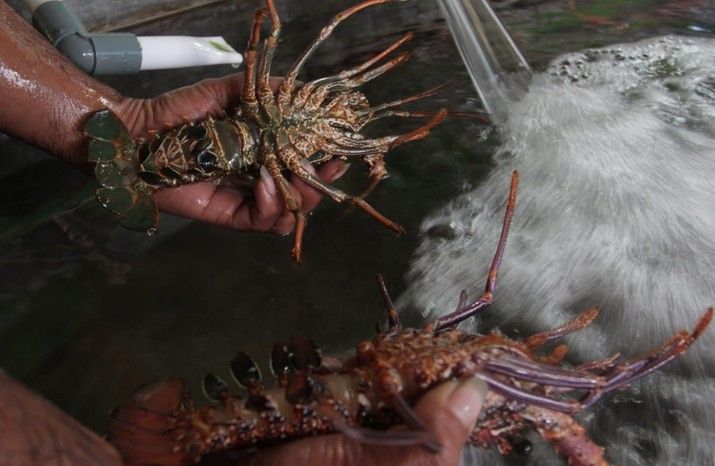Lobster adalah salah satu kekayaan alam berharga yang dimiliki Indonesia | Sumber gambar : www.cnbcindonesia.com
