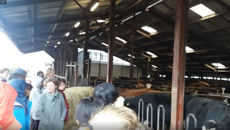 Sebuah peternakan sapi perah yang menyuplai salah satu perusahaan susu terbesar di Belanda (dokpri)