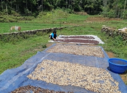 Proses penjemuran biji kopi Gunung Halu (dok. Pribadi)Proses penjemuran biji kopi Gunung Halu (Foto Dokumen. Pribadi)