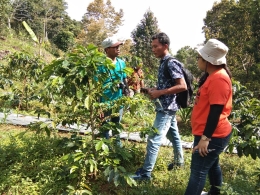 Dokpri-Mengunjungi salah satu lahan tanaman kopi masyarakat yang bertujuan untuk melihat sejauh mana anggota kelompok binaan menerapkan teknik bertani kopi di lahan masing-masing.
