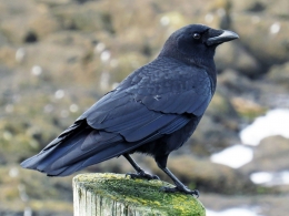 Burung gagak hitam  [Sumber: ebird.org]