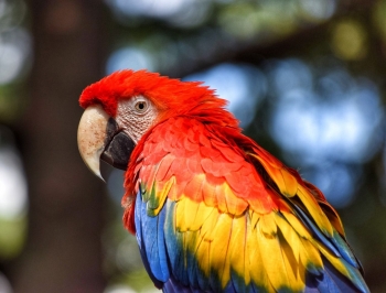 Kumpulan gambar untuk Belajar mewarnai: Gambar Burung Beo Warna Warni