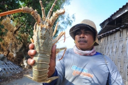 Nelayan Lobster. (Sumber: antarafoto.com)