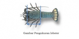 Pengukuran lobster (kompas.com)