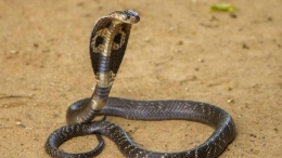 Ilustrasi ular kobra, salah satu ular berbisa yang memiliki ciri ekor pendek. (cnnindonesia.com)