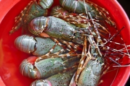 Bayi Lobster | sumber: kompas.com
