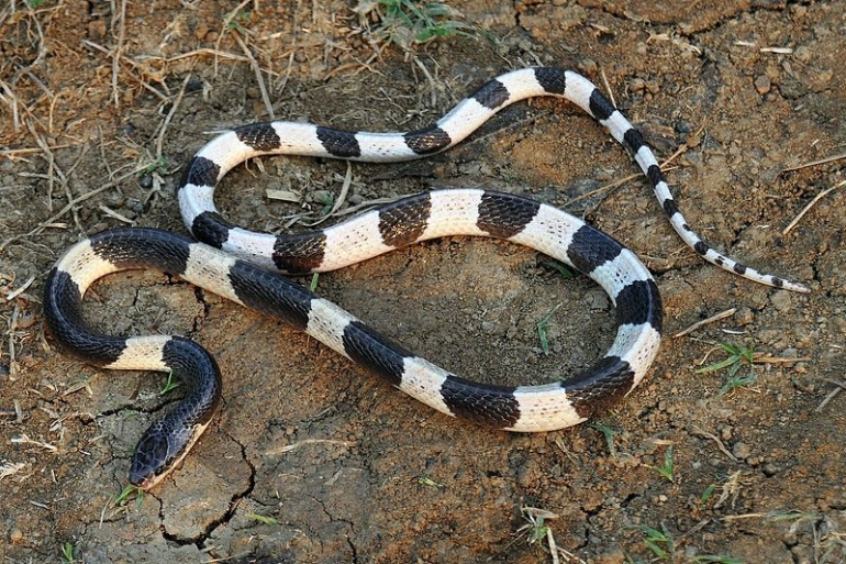 llustrasi ular berbisa yang memiliki warna putih di punggungnya. (wikipedia.org)