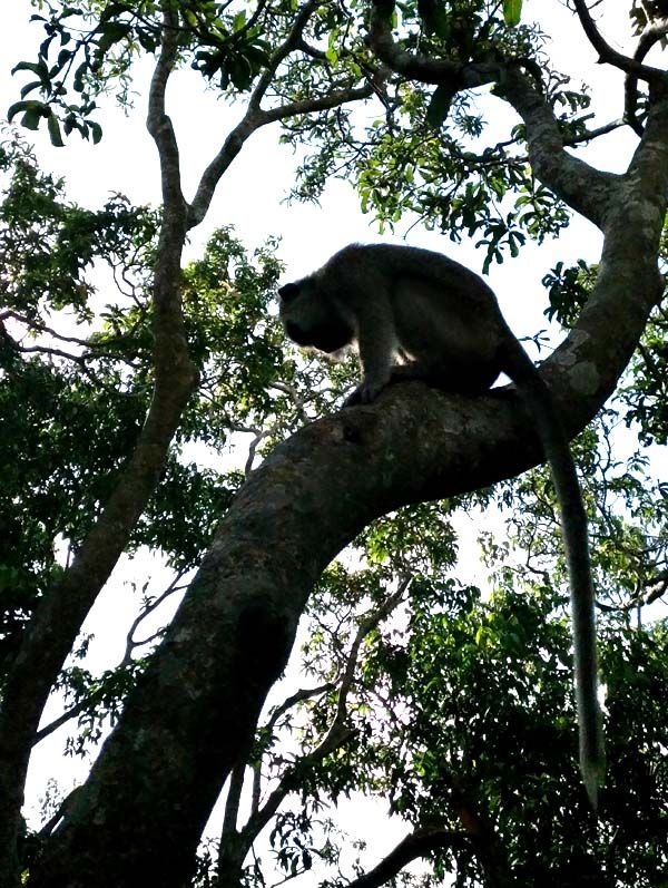 Monyet penghuni hutan di Pulau Kembang (sumber foto: J.Haryadi)
