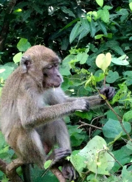 Monyet penghuni hutan di Pulau Kembang (sumber foto: J.Haryadi)