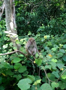Monyet penghuni hutan di Pulau Kembang (sumber foto: J.Haryadi)