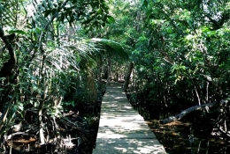 Jalan setapak terbuat dari beton untuk pengunjung melihat hutan di sekitar Pulau Kembang (sumber foto: J.Haryadi) 