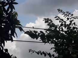 Burung di atas kabel di depan halaman rumah Ibu. Photo by Ari