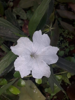 White flower. Photo by Ari