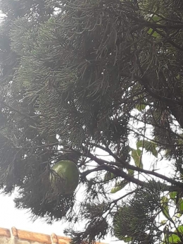 Buah Markisa di pohon cemara. Photo by Ari