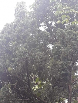 Pohon cemara dirambati markisa. Photo by Ari