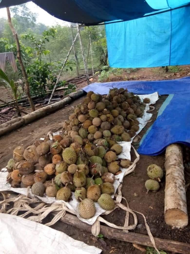 Tumpukan buah durian (dokpri)