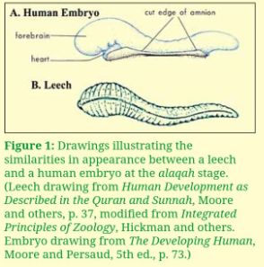 Persamaan Embryo Manusia Tahap 'Alaqah dan Lintah | Quora.com