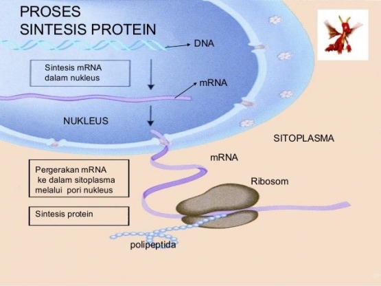 Ilustrasi Sintesa Protein | pengayaan.com