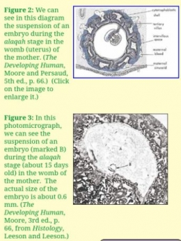 Ilustrasi Menempelnya Embryio Tahapan 'Alaqah pada Dinding Rahim | Quora.com