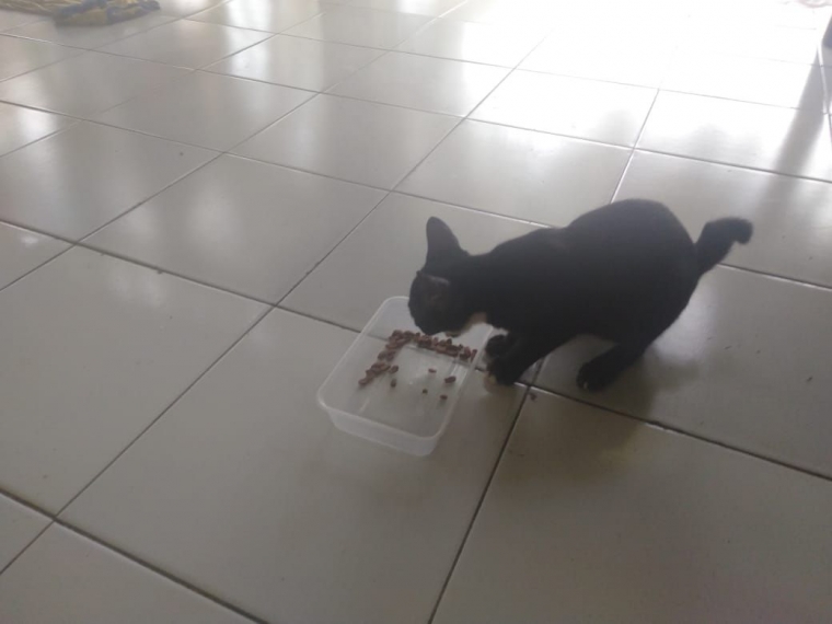 Apa Salahnya Memberi Makan Kucing Liar Halaman 1 Kompasiana Com