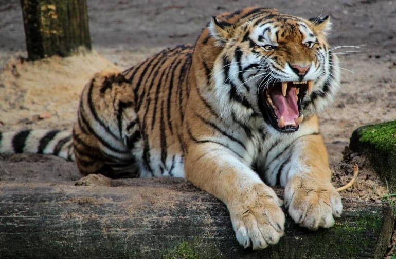 Deskripsi : Indonesia menjadi Macan Asia di era Bung Karno I Sumber Foto : Pixabay
