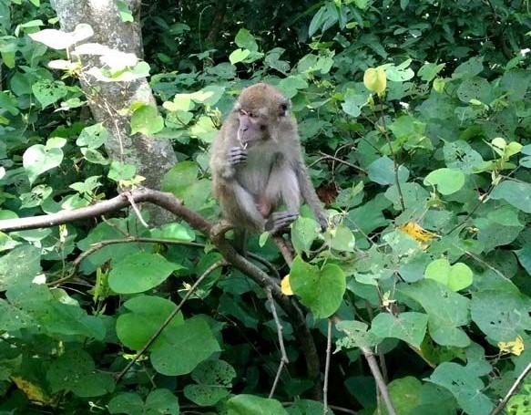 Monyet penghuni hutan di Pulau Kembang (sumber foto: J.Haryadi)