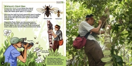 Infografis dan momen penemuan Wallace's gian bee (Doc. Iswan Maujud)