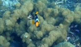 Saya tidak menyangka dapa melihat terumbu karang dan ikan seunyu ini.|Dokumentasi pribadi