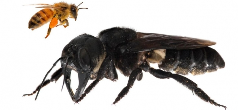 Wallace's giant bee atau Megachile pluto dengan perbandingan lebah madu biasa (Sumber: Clay Bolt/ The New York Times)