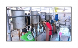 Melalui mesin Susu Listrik, umur simpan susu yang lama mendorong peternak memasarkan secara mandiri. (sumber foto: https://www.youtube.com/watch?v=9bdn1tcT3xM&feature=youtu.be)