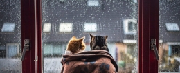 ilustrasi dua kucing yang melihat hujan dari dalam jendela (sumber: MrGoGlass.com)