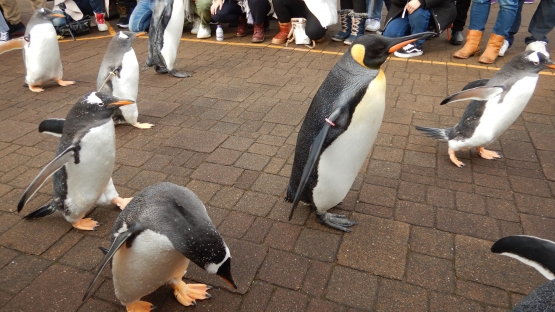 Parade Penguin Berjalan, dokpri