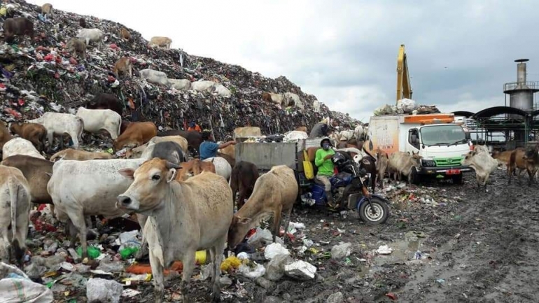 Ilustrasi: TPA di Indonesia umumnya menjadi tempat ternak sapi. Sumber: Dokpri