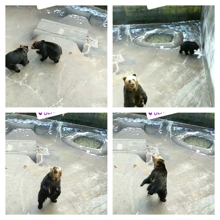Beruang khas Hokkaido yang berdiri meminta makanan (dokpri)