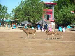 Kawanan rusa berjalan di pantai Pangandaran. Photo by Ari