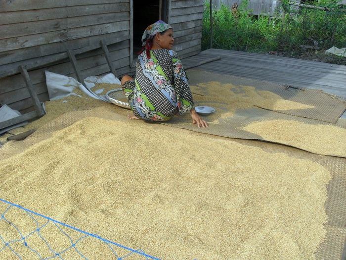 Seorang ibu di Desa Tabatan sedang menjemur padi (Marahalim Siagian))