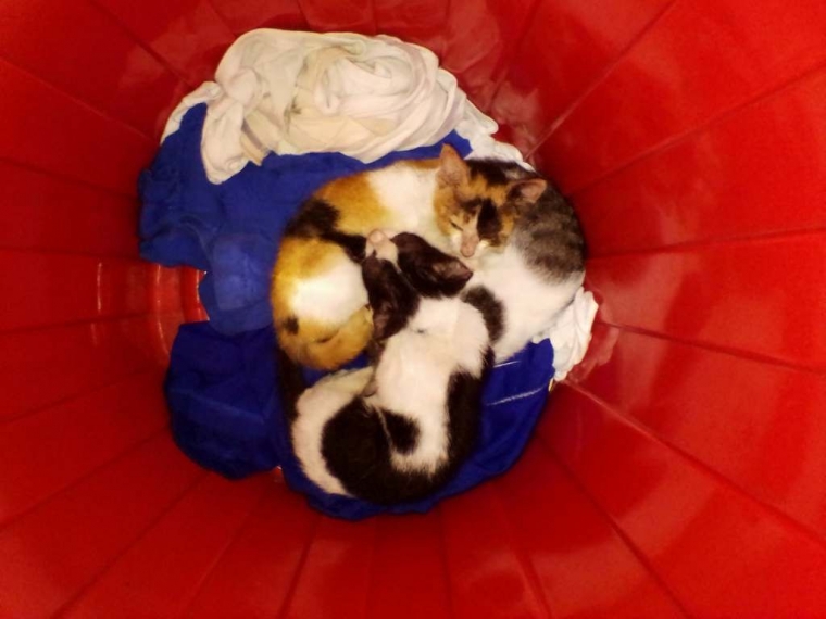 Di Manakah Gerangan Kucing Kucing Saat Hujan Dan Banjir Halaman All Kompasiana Com