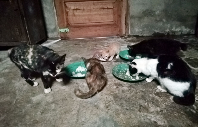 Kami Dan Kucing Kampung Sama Sama Makan Nasi Halaman All Kompasiana Com