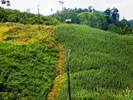 Pondok jaga petani jagung di atas bukit (Foto: Marahalim Siagian)