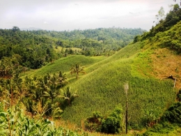 Lahan jagung di Gorontalo (Foto: Marahalim Siagian)