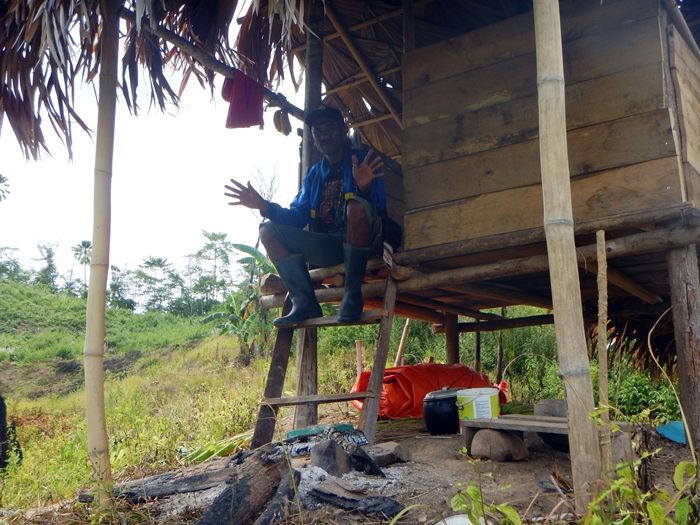 Pondok jaga kebun jagung (Foto: Marahalim Siagian)