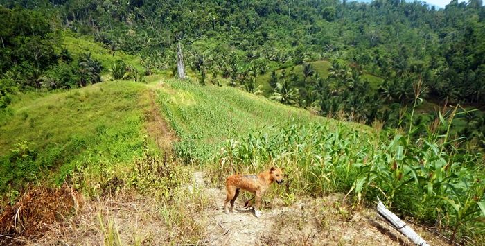 Anjing yang mengalami luka pada tubuhnya. Anjing dipakai untuk membantu menghalau dige (Foto: Marahalim Siagian)