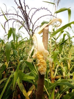 Pada usia tanaman jagung 50-70 hari serangan monyet intens (Foto: Marahalim Siagian)