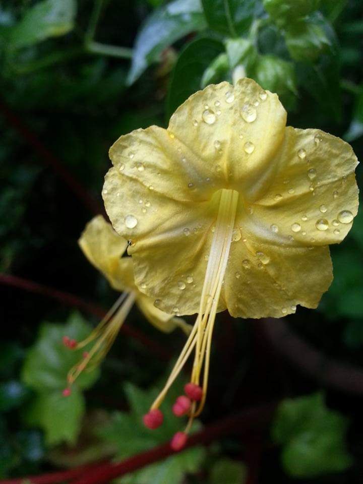 Sisa hujan di bunga pukul 4. Photo by Ari