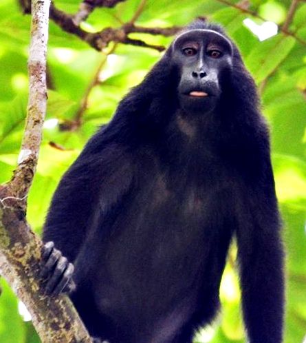 Monyet 'Dige' atau Macaca hecky. Kebiasaan menjulurkan lidah mungkin datang dari sifat-sifat kita yang paling purba yakni kebinatangan (Dok.Pantiati/Burung Indonesia)